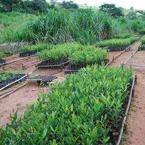 Vivero de barillo con hileras de plántulas en bolsas sobre camas de tierra.
