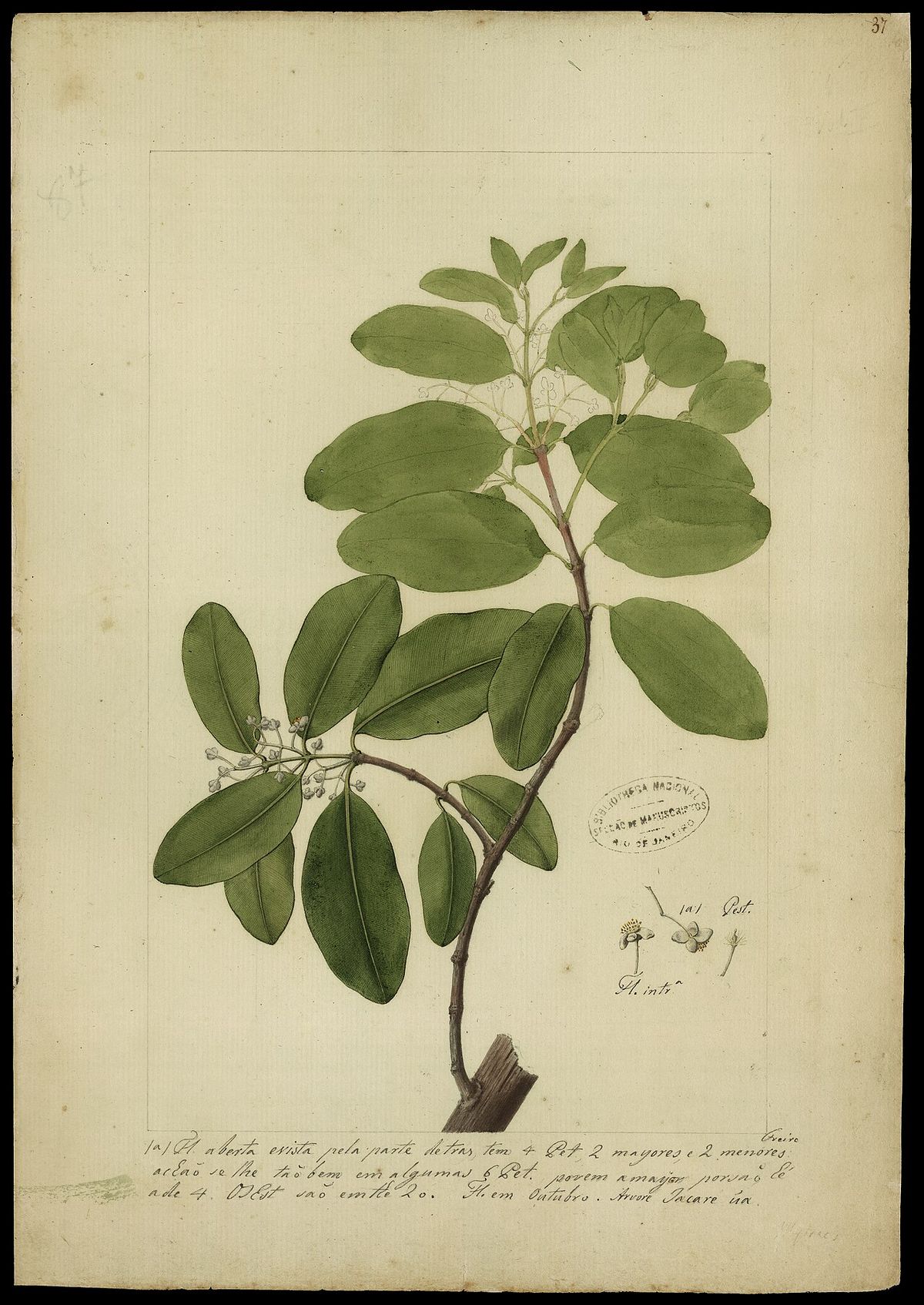 Dibujo botánico antiguo de una rama de barillo con hojas, flor y anotaciones.