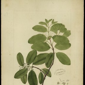 Dibujo botánico antiguo de una rama de barillo con hojas, flor y anotaciones.