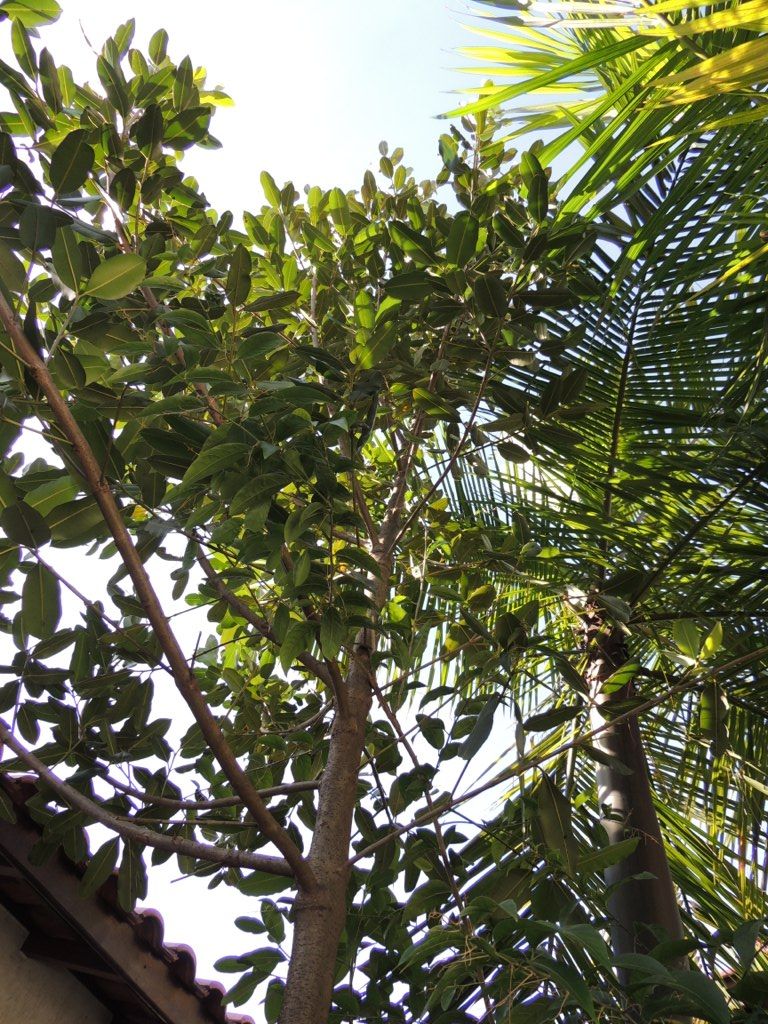 Barillo de copa densa y redonda visto desde el suelo entre otras plantas.