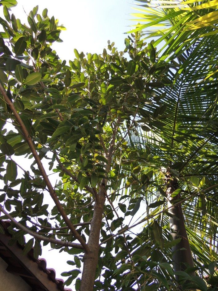 Barillo de copa densa y redonda visto desde el suelo entre otras plantas.