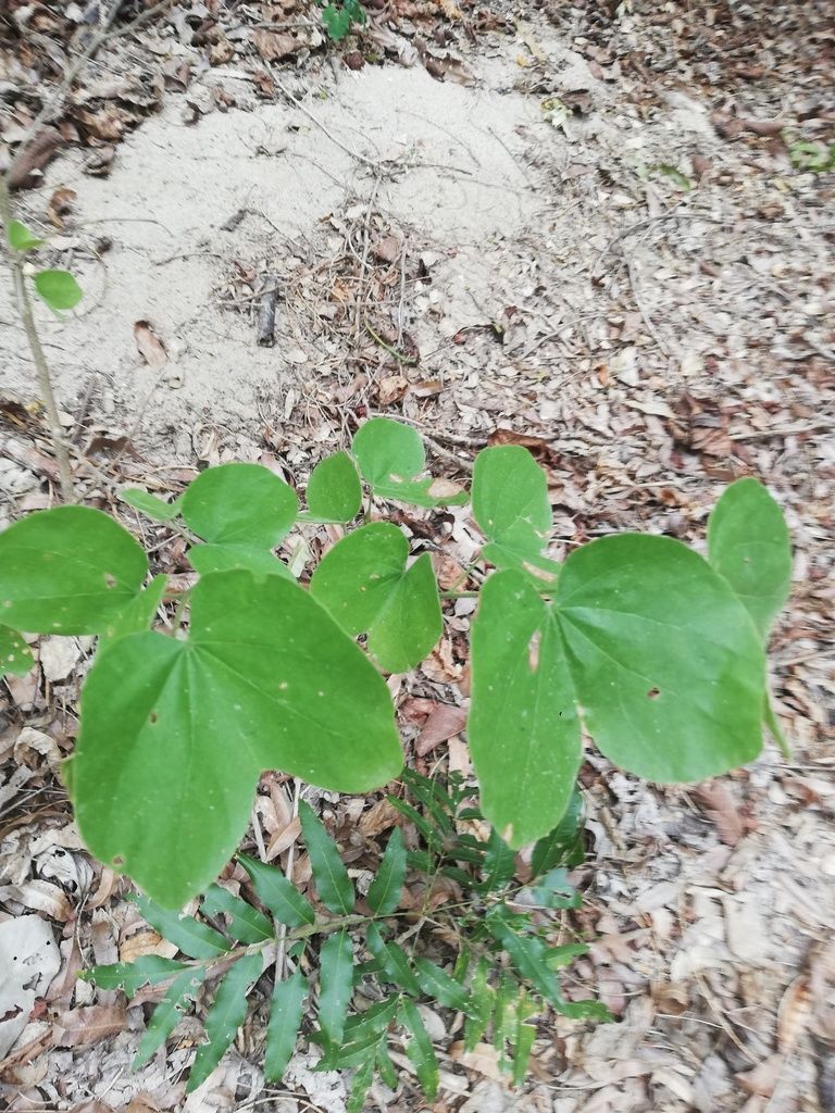 Plántula de pata de cabra creciendo entre la hojarasca de un suelo arenoso.