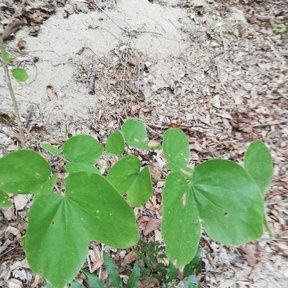 Plántula de pata de cabra creciendo entre la hojarasca de un suelo arenoso.