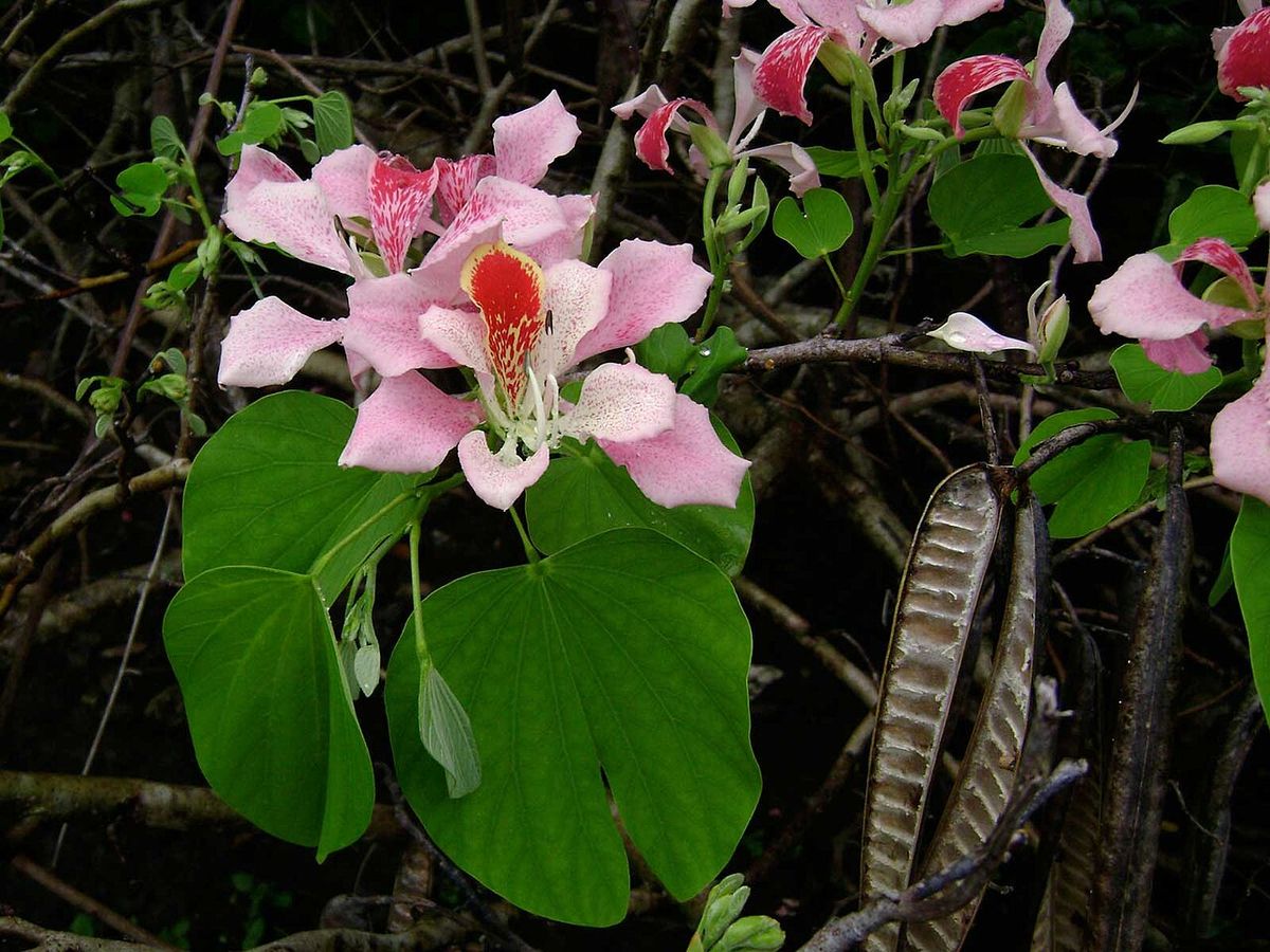 Flores rosas de pata de vaca con una vaina seca colgando entre las hojas.