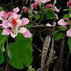 Flores rosas de pata de vaca con una vaina seca colgando entre las hojas.