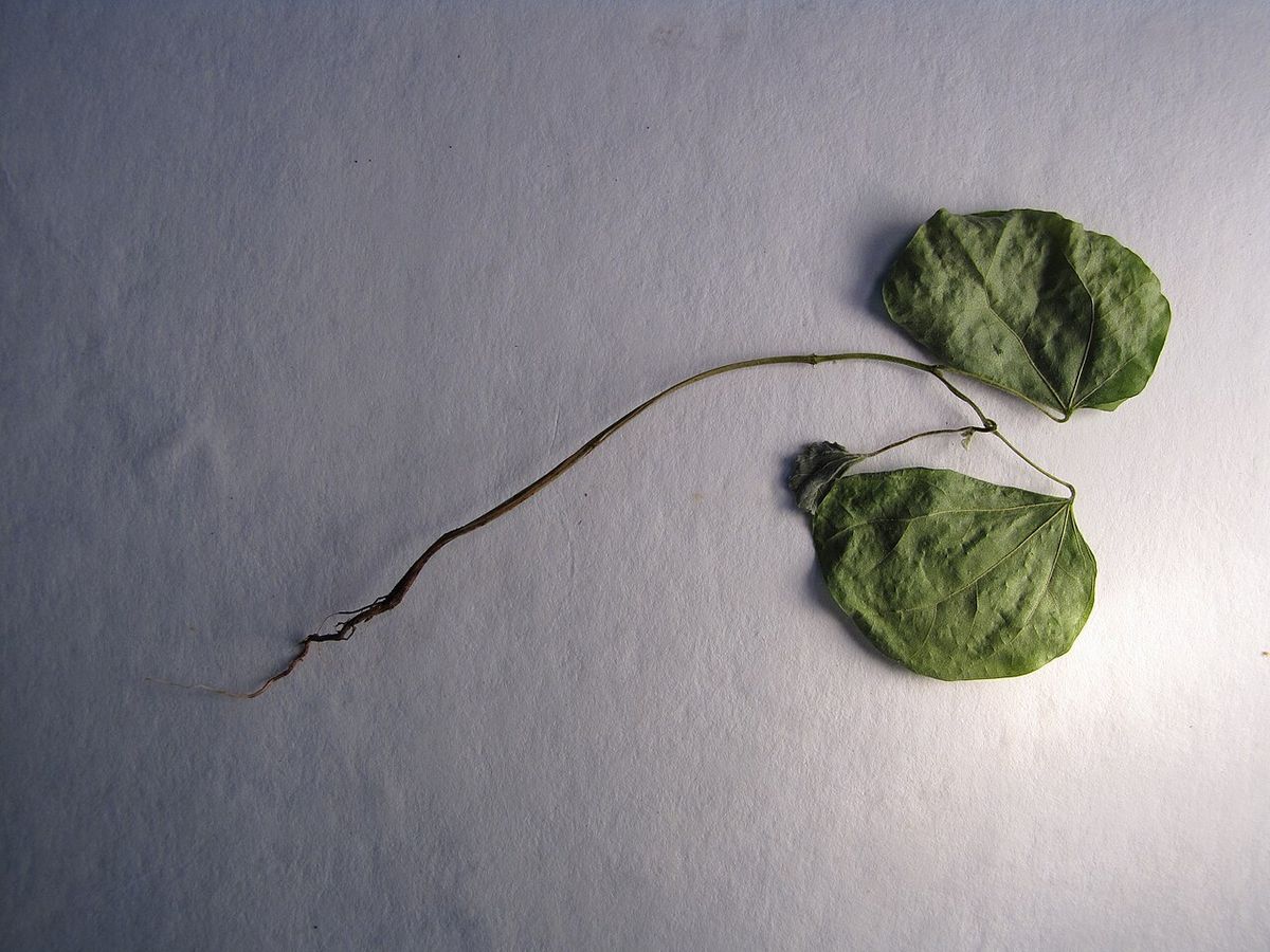 Hoja bilobulada de pata de vaca extendida sobre un fondo gris de estudio.