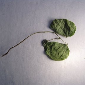 Hoja bilobulada de pata de vaca extendida sobre un fondo gris de estudio.