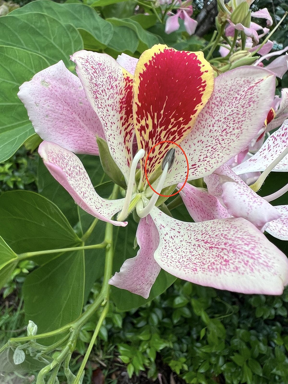 Flor rosa moteada de pata de vaca abierta de frente, con un pétalo rojo.