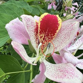 Flor rosa moteada de pata de vaca abierta de frente, con un pétalo rojo.