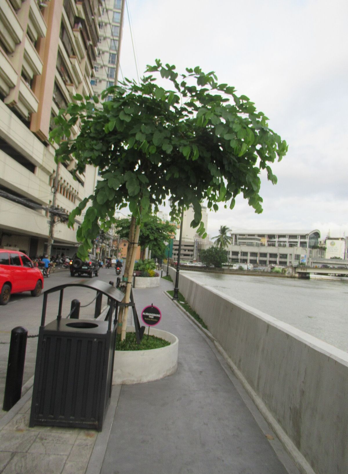 Pata de vaca de copa redonda plantada en la banqueta de una avenida.