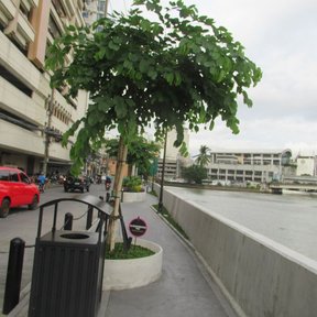 Pata de vaca de copa redonda plantada en la banqueta de una avenida.