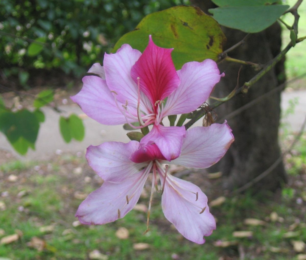Flor de pata de vaca con los pétalos rosas y el estandarte manchado de rojo.