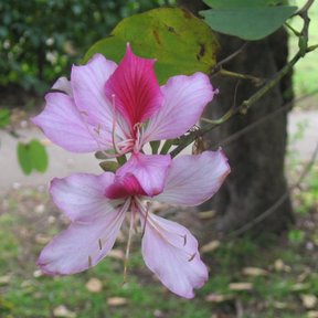 Flor de pata de vaca con los pétalos rosas y el estandarte manchado de rojo.