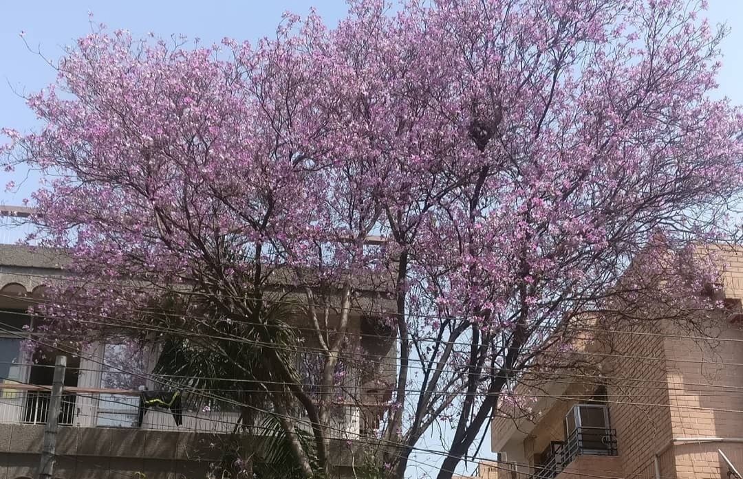 Pata de vaca en plena floración rosa junto a un edificio de ladrillo.