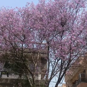 Pata de vaca en plena floración rosa junto a un edificio de ladrillo.