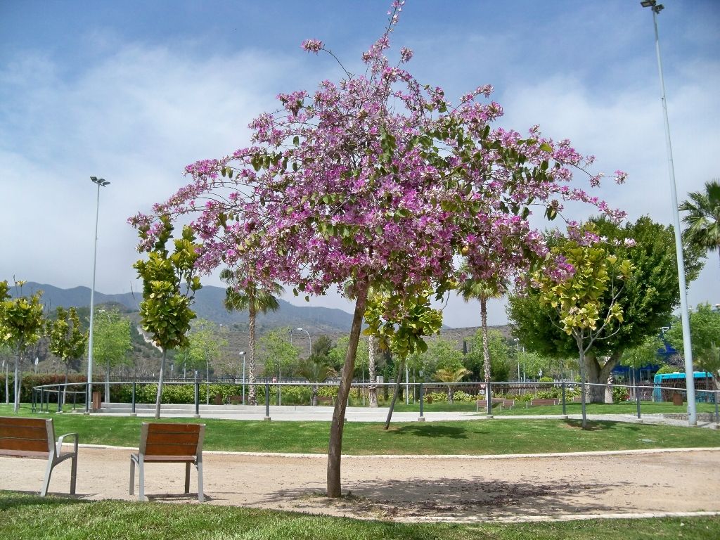 Pata de vaca de copa redonda y florida en un parque, con la sierra al fondo.