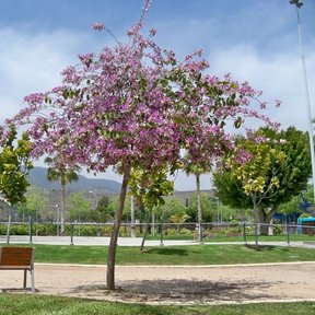 Pata de vaca de copa redonda y florida en un parque, con la sierra al fondo.