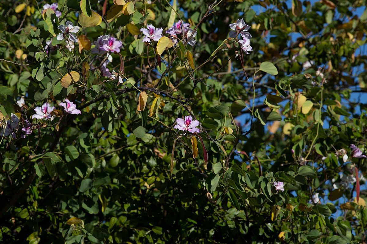 Ramas de pata de vaca con flores rosas y vainas secas contra un cielo azul.
