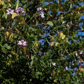Ramas de pata de vaca con flores rosas y vainas secas contra un cielo azul.
