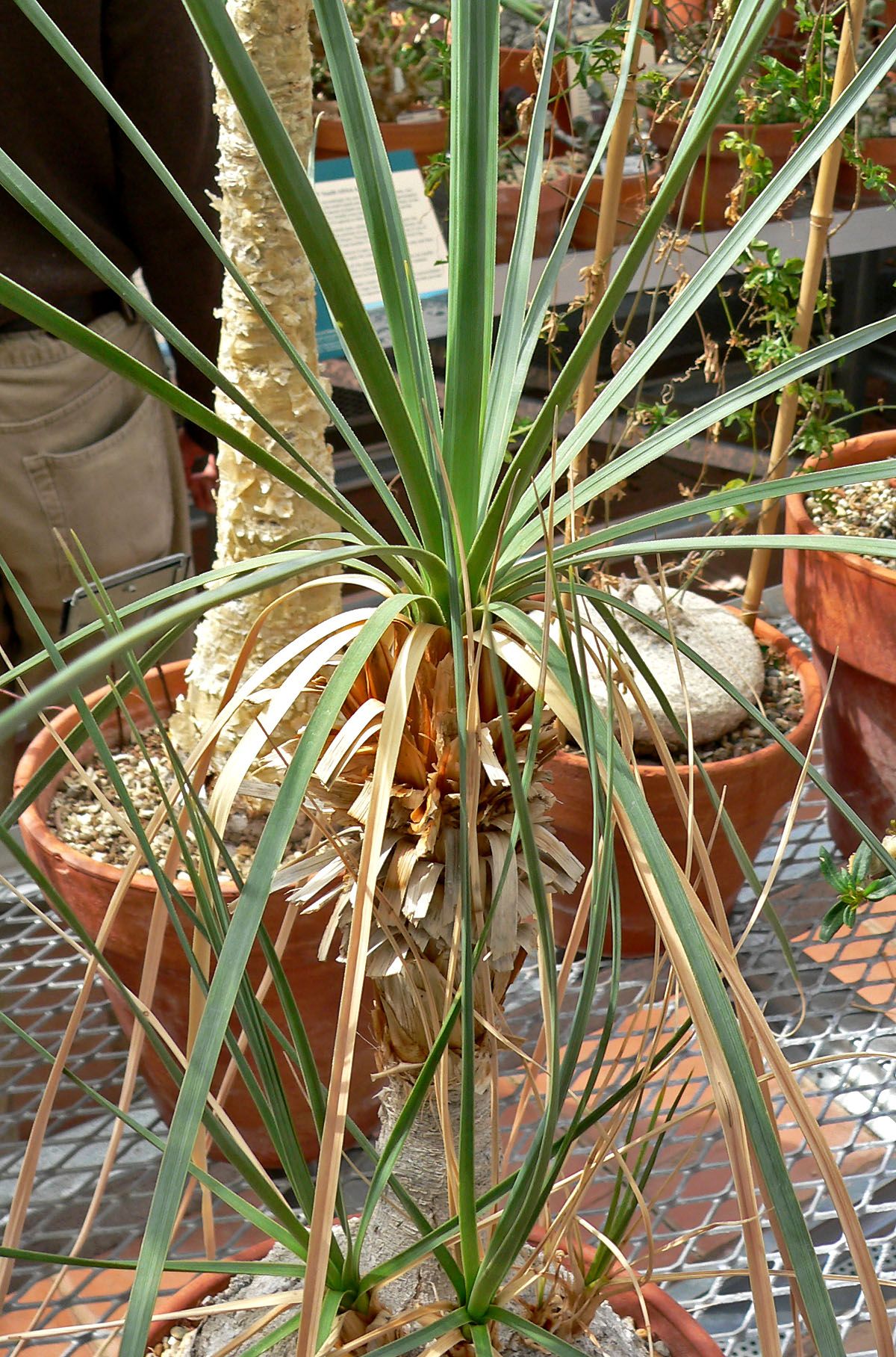 Sotolines jóvenes en macetas de vivero, entre otras plantas de colección.