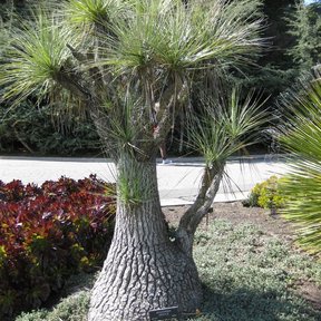 Sotolín de base engrosada y agrietada en un jardín botánico, con la copa en penachos.