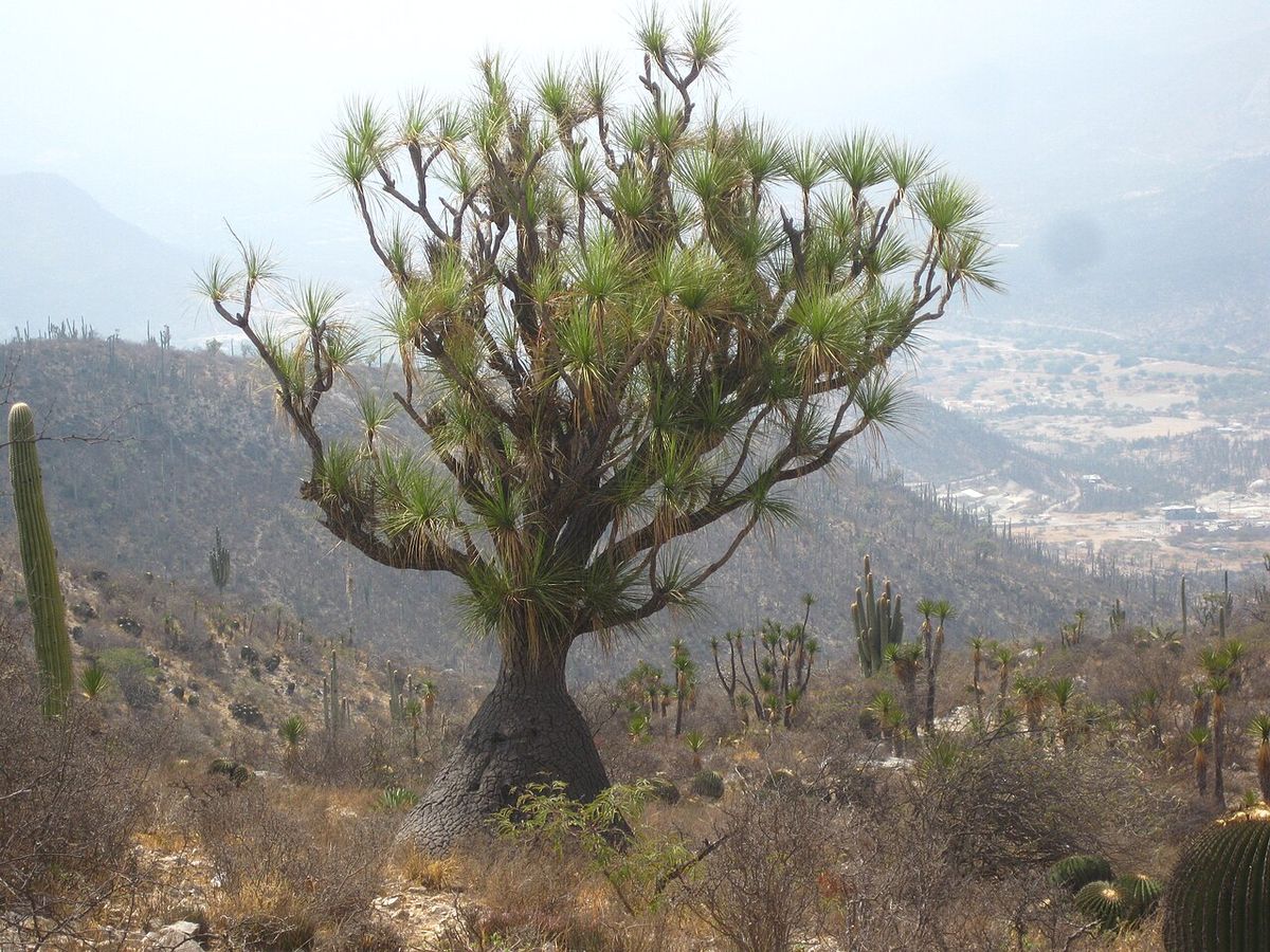 Sotolín viejo de tronco ancho y ramas abiertas en el matorral, con la sierra al fondo.