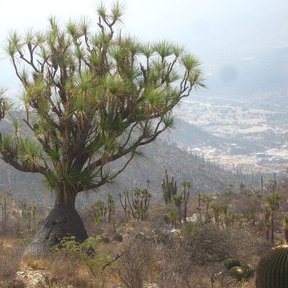 Sotolín viejo de tronco ancho y ramas abiertas en el matorral, con la sierra al fondo.