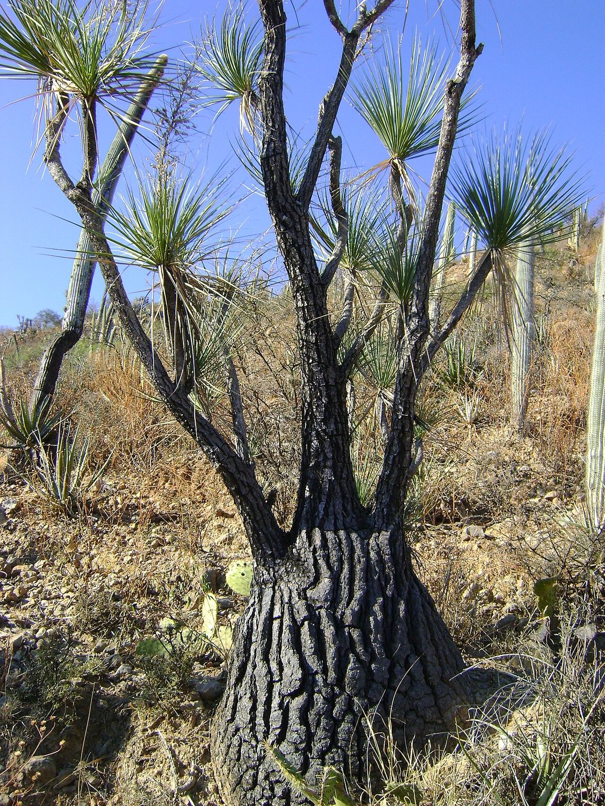 Sotolín de tronco oscuro y agrietado creciendo entre el matorral seco.