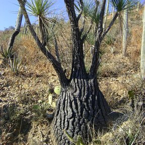 Sotolín de tronco oscuro y agrietado creciendo entre el matorral seco.