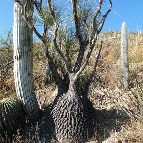 Sotolín junto a un cacto columnar, en una ladera del semidesierto.