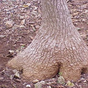 Base ensanchada y agrietada de una despeinada sobre un suelo de corteza roja.