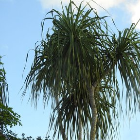 Cabezas de hojas colgantes de una despeinada recortadas contra el cielo azul.