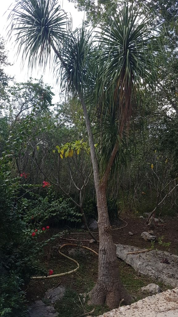 Despeinada alta y de tallo único en un jardín, con las hojas cayendo en melena.