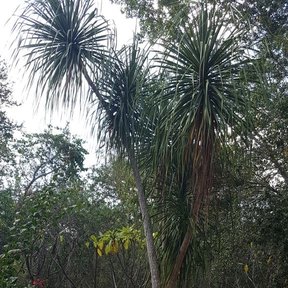 Despeinada alta y de tallo único en un jardín, con las hojas cayendo en melena.