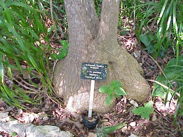 Base de una despeinada con una placa de identificación clavada en el tronco.
