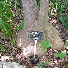 Base de una despeinada con una placa de identificación clavada en el tronco.