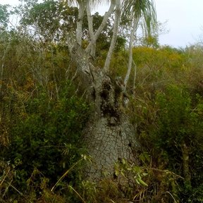 Pata de elefante de varios brazos rematados en penachos, sobre un cerro.