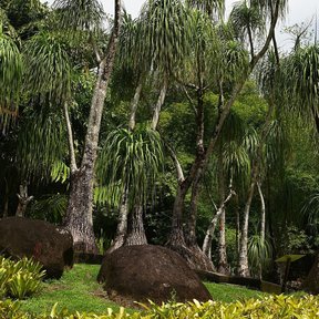 Varias patas de elefante altas y ramificadas en un jardín, entre pedrones.