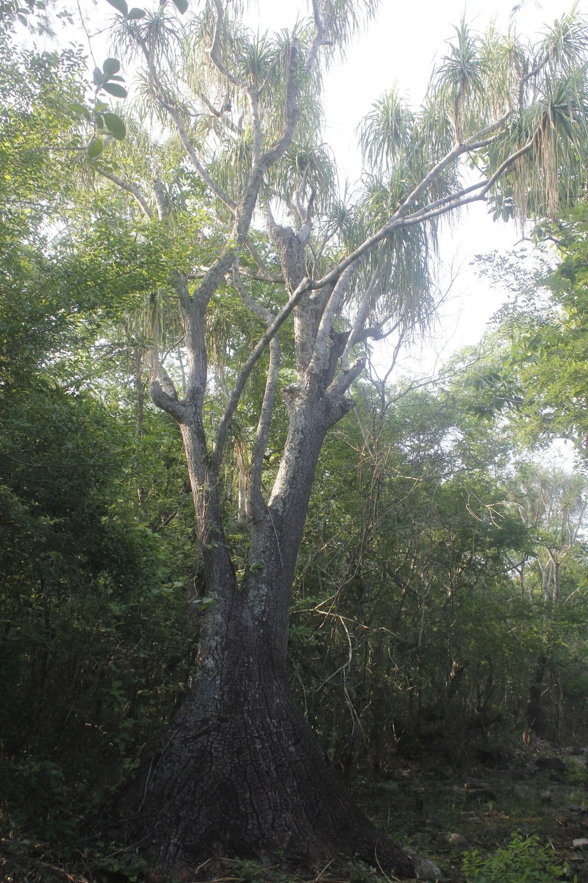 Pata de elefante vieja de tronco ancho y ramas abiertas dentro del monte.