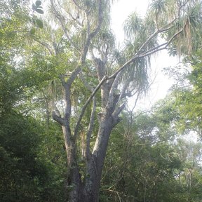 Pata de elefante vieja de tronco ancho y ramas abiertas dentro del monte.