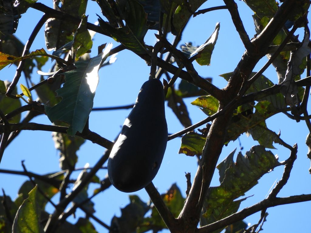 Fruto oscuro y alargado de anayo colgando de la rama contra el cielo azul.