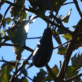 Fruto oscuro y alargado de anayo colgando de la rama contra el cielo azul.