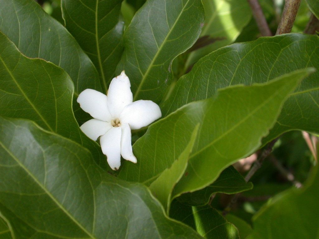 Flor blanca de popiste blanco abierta entre hojas grandes y lustrosas.