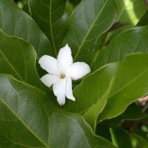 Flor blanca de popiste blanco abierta entre hojas grandes y lustrosas.