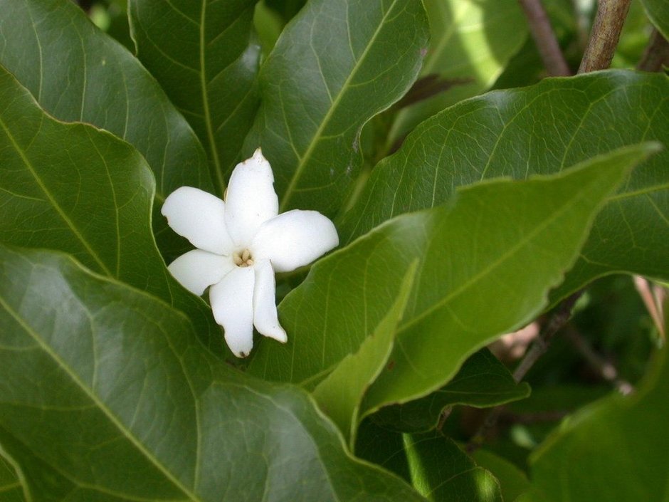 Flor blanca de popiste blanco abierta entre hojas grandes y lustrosas.