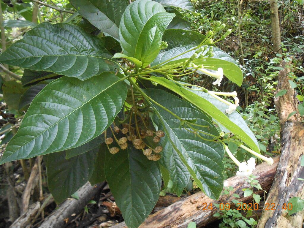 Botones florales de popiste blanco apiñados en la punta de una rama.