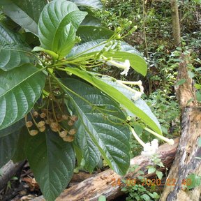 Botones florales de popiste blanco apiñados en la punta de una rama.
