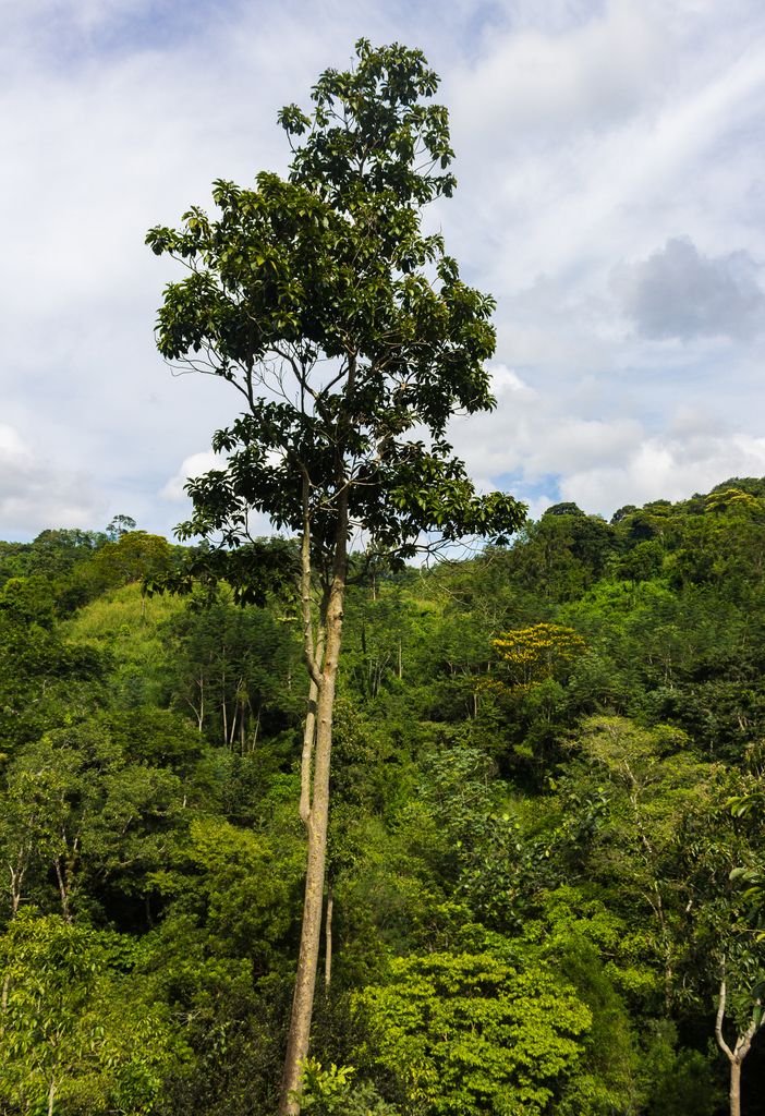 Popiste blanco emergiendo por encima del dosel de la selva, con la copa entera a la vista.
