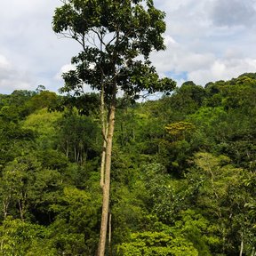 Popiste blanco emergiendo por encima del dosel de la selva, con la copa entera a la vista.