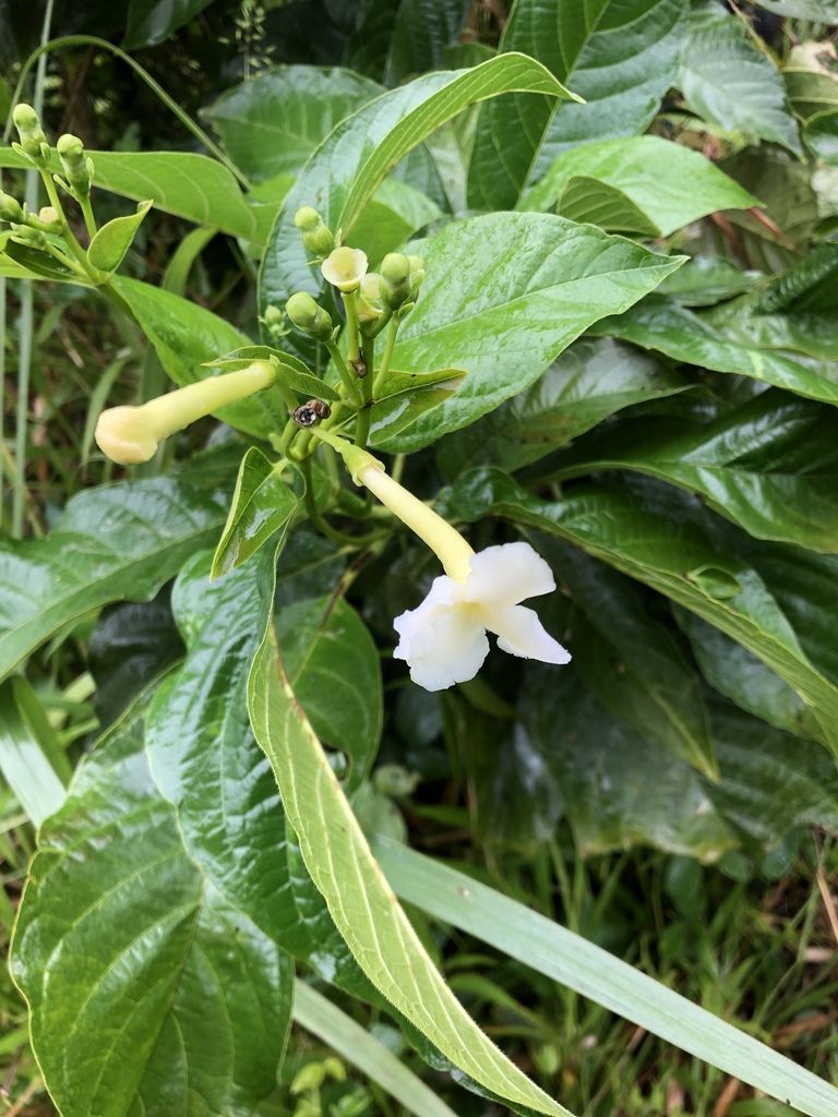 Flores tubulares y blancas de popiste blanco asomando entre el follaje.